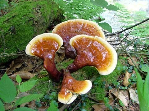 Фото гриба линчжи на земле