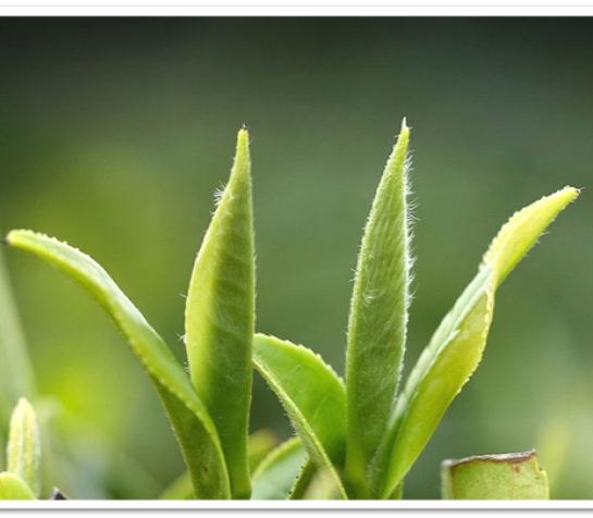 Белый чай листья фото